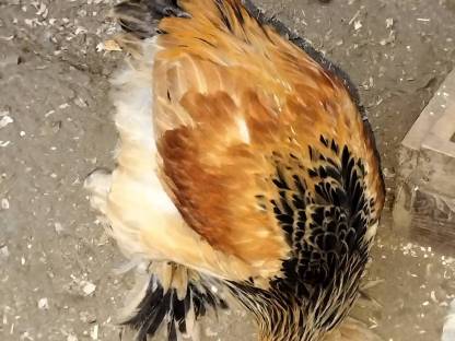 Brahma