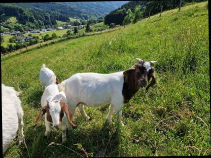 Bild 8:Burenziegenböcke