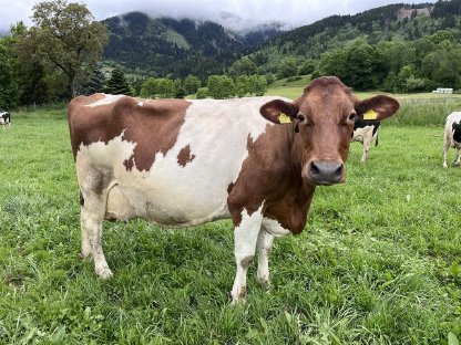 Holstein Kühe