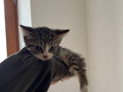 Babykatzen Bauernhofkatzen