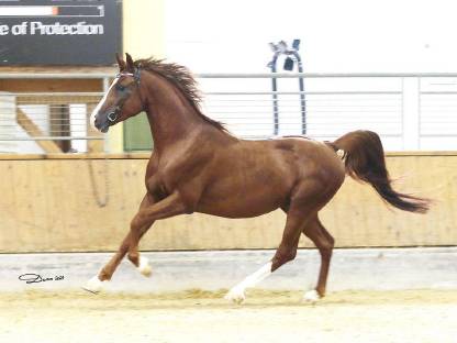 Bild 2:Bastello - fuchsfarbener Hengst mit guten Grundgangarten