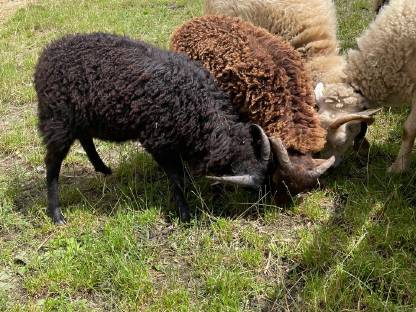 Bild 6:Ouessantschaf Widder