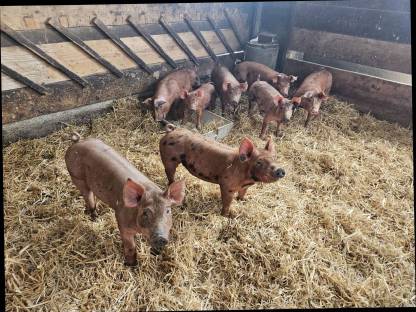 Duroc x Pietrain Ferkel