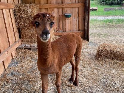 Bild 3:Alpaka Junghengst