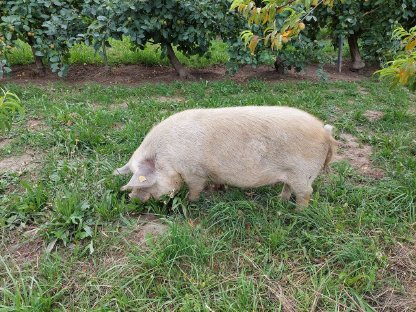 Bild 4:Kunekune-Ferkel von Zuchttieren