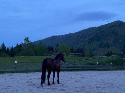 Bild 2:Wunderschöne Wb-Stute