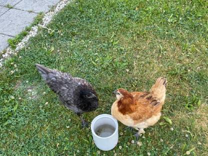 Bild 3:Aktion Seidenhühner und Orpington