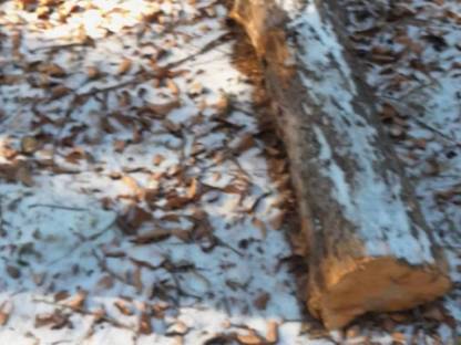 Bild 3:Obstbaumstämme