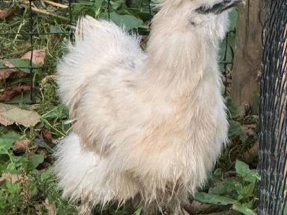 Bild 2:Junghennen/Junghähne/Jungtiere