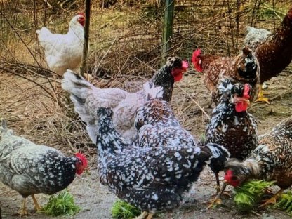 Bild 5:Zwerg Lachshühner, Zwerg Bielefelder, Zwerg Cochin, Seramas