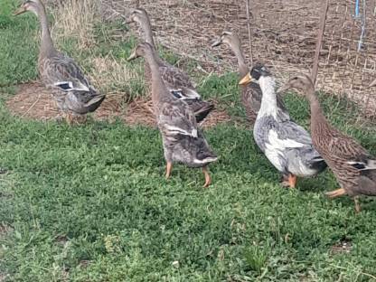 Bild 2:Enten Laufenten