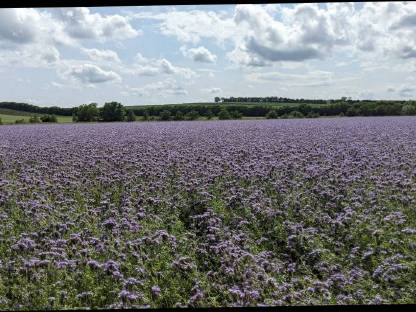 Bio Phacelia