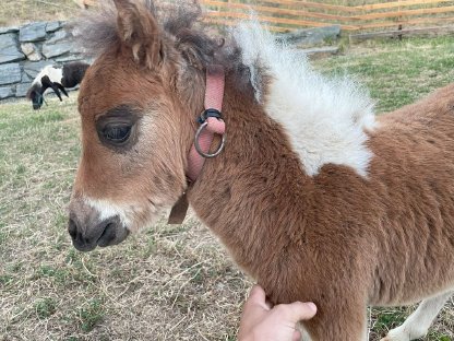 Bild 2:Minishetland Fohlen - Milo