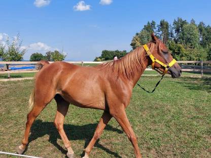 Bild 4:Ich verkaufe meinen 4-jährigen Vollblutaraber-Wallach, rein ägyptisch