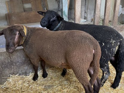 Bild 2:Jura Widder - Bio - Herdebuch