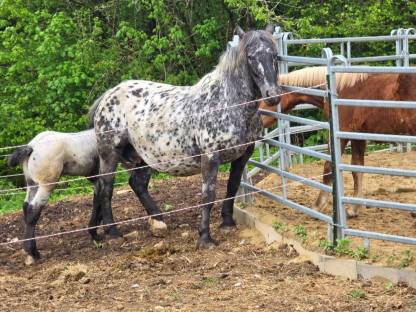Bild 8:Noriker Stute und Jährling zu verkaufen