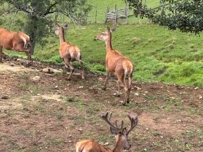 Bild 2:Rotwildhirsch im 2. Kopf