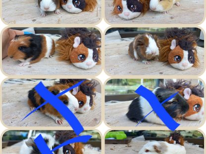 Meerschweinchenbabys
