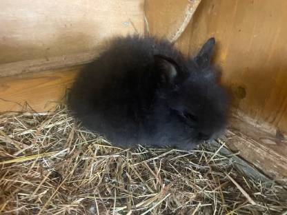 Bild 2:2 Löwenkopfhäschen