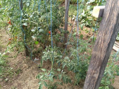 Bild 7:Acker/Wiese für Gartenflächen (Klagenfurt u. Umgebung)