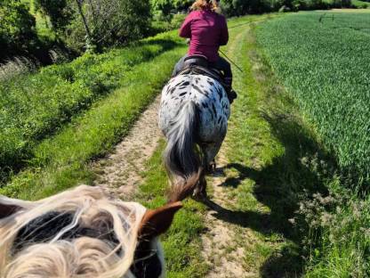 Bild 2:Lord und Jolly suchen Mitreiter