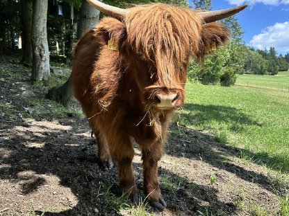 Bild 9:Hochlandrinder Kalbinnen