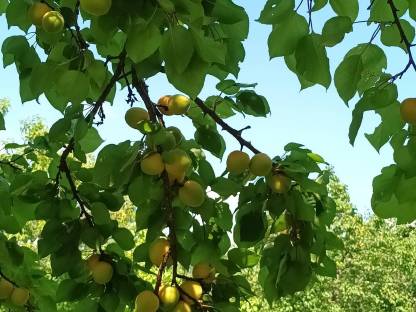 Bild 2:Unbehandelte Marillen aus der Wachau