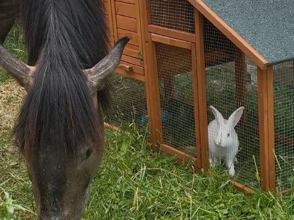 Kaninchen mit Stall Gehege & Käfig