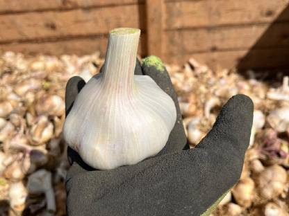 Knoblauch