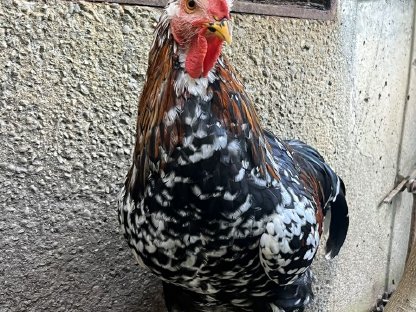 Bild 5:Reinrassige Bio-Junghähne