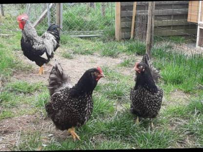 Bild 3:Barnevelder Bruteier