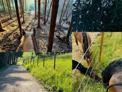 Bild 7:Pferde-Einstellplatz