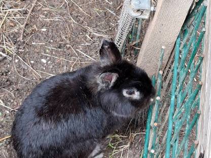 Bild 2:Zwergkaninchen