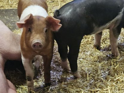 SH-Duroc Ferkel zu verkaufen