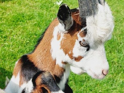 Tauernscheckenbock zu verkaufen