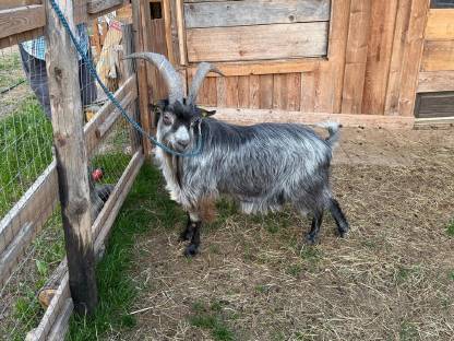 Bild 2:Blobe Ziegenböcke