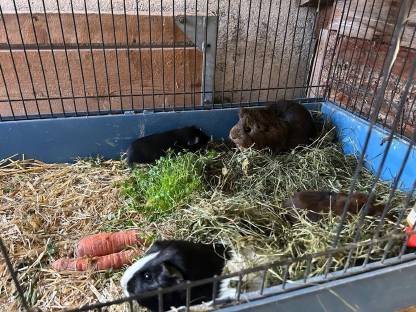 Bild 5:Süße kleine Meerschweinchen