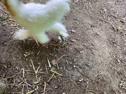 Bild 4:Reinrassige Australorp Bruteier, Hähne und Hennen