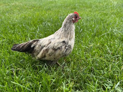 Bild 3:Zwerghahn zu verkaufen