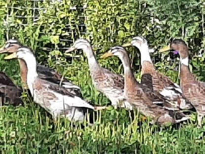 Bild 6:Laufenten - Schneckenjäger