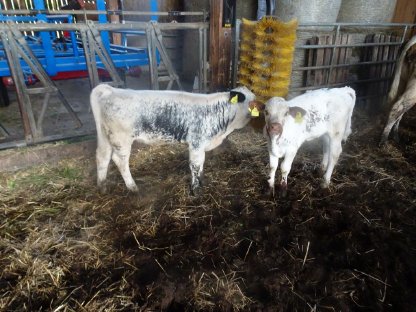 Bild 4:Pustertaler Sprinzen BIO - PSR-Kühe mit Kalb