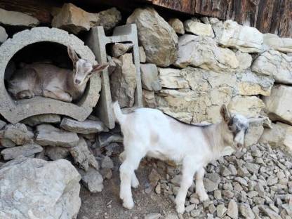 Bild 9:Zahmer junger Ziegenbock