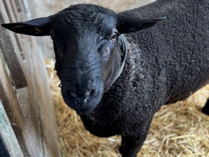 Bild 3:Jura Widder - Bio - Herdebuch