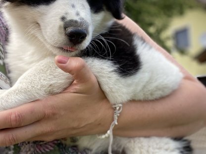 Samojede-Border Collie-Sennen Mix