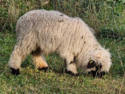 Bild 5:Walliser Schwarznasen 4 Jungböcke