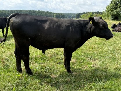 Bild 5:Aberdeen-Angus Zuchtstier, Bio