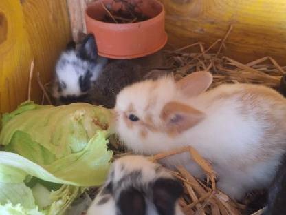 Bild 2:Zwergkaninchen