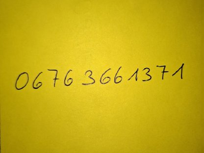 Bild 2:Noriker Stutfohlen