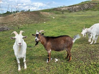 Bild 2:Zwergziegenböcke