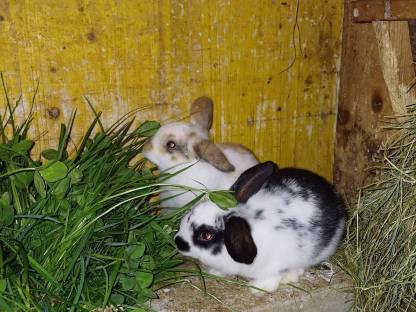 Minilop Hasen